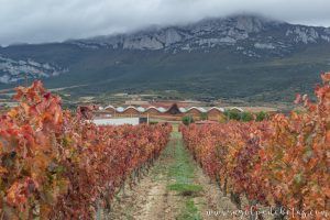 Bodegas Ysios