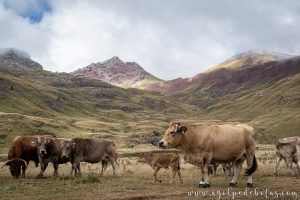 Vacas pastando en mitad de una inmensa llanura verde en los Pirineos