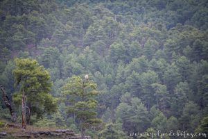 Buitre sobre un árbol en mitad de un paisaje boscoso