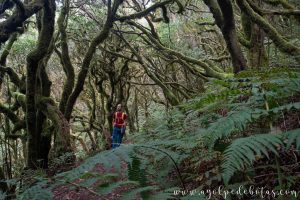 Hombre en mitad de un bosque muy espeso en la isla de La Gomera en el archipiélago de las islas Canarias