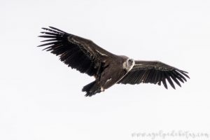 Buitre negro fotografiado en Monfragüe