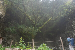 Arbol Garoe (2)