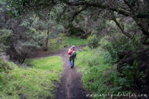 Bosque de laurisilva en la Ruta de La Llanía